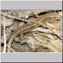 Lacerta agilis - Zauneidechse jung08b Sandgrube Niedringhaussee.jpg